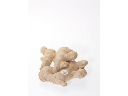 Ingwer Frisch Frucht  3 kg EPKL BR
