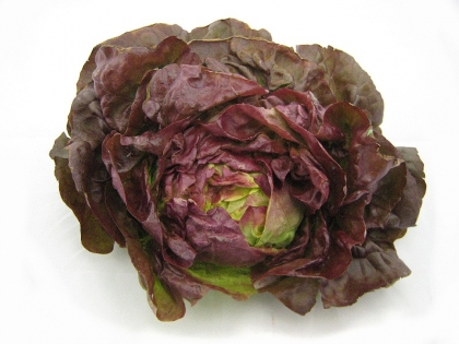 Kopfsalat rot  6 STK EPGR DE