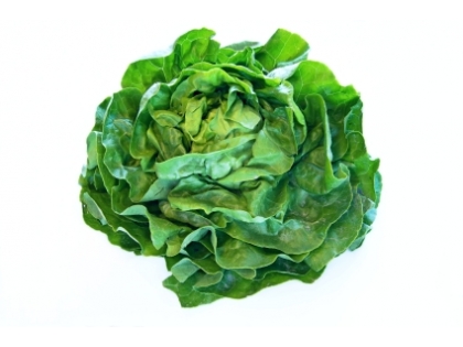 Kopfsalat Deutsch  12 STK EPGR BAWÜRTT