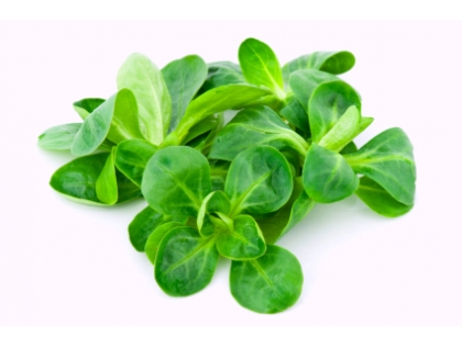 Feldsalat gepackt  8x125g SCH KRT IT