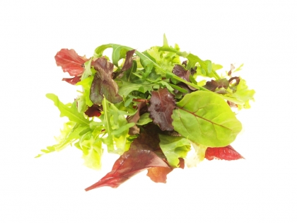 Pflücksalat Mix lose  1 kg SCHALE IT