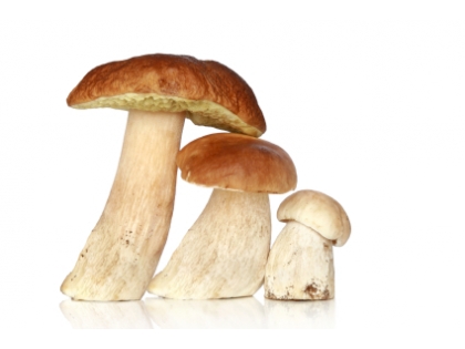 Pilze Kräuterseitlinge 1 kg KRB PL Kräuterseitlinge