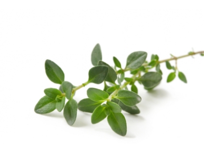 Thymian Topf  BIO 6 TPF KRT DE, 6 Topf, Deutschland